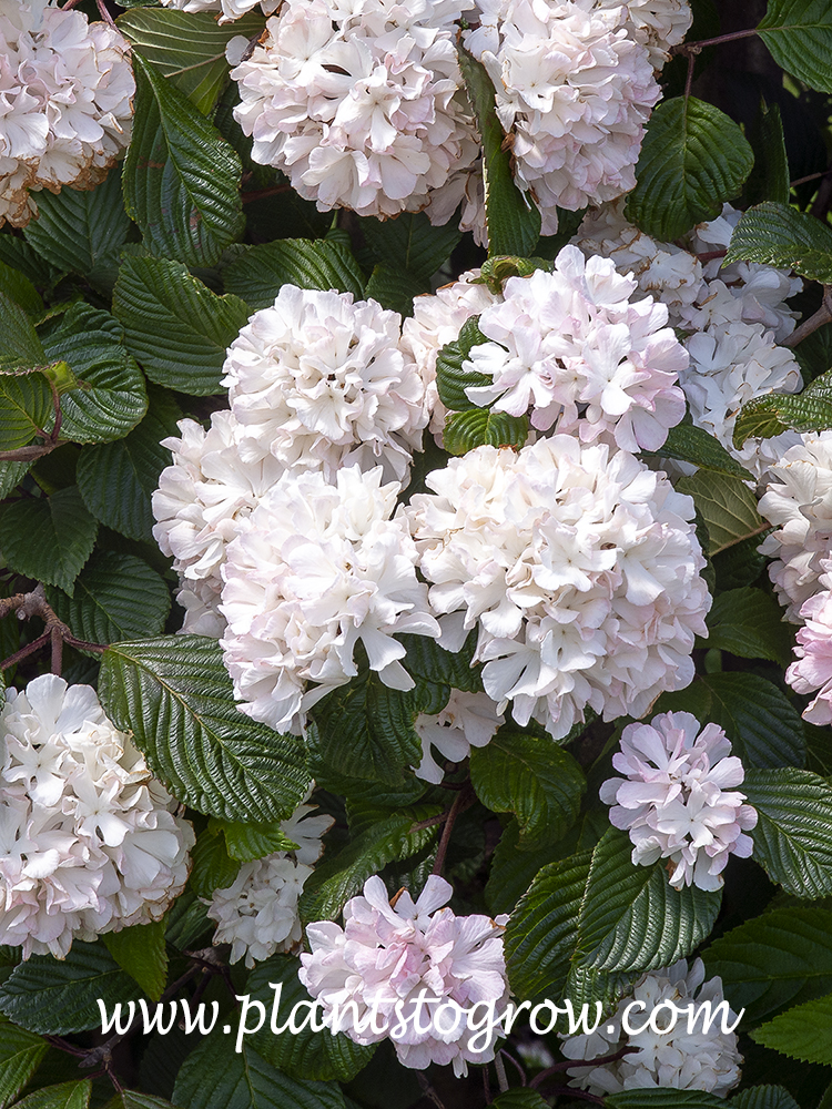 Mary Milton Doublefile Viburnum (V. plicatum var plicatum)